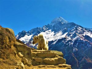 Región Everest. Tamserkhu peak 6618m, vistas desde Khumjung 3800m (1)